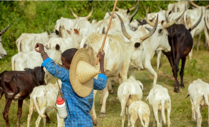 New Livestock Insurance Portal to Strengthen Financial Protection for Farmers